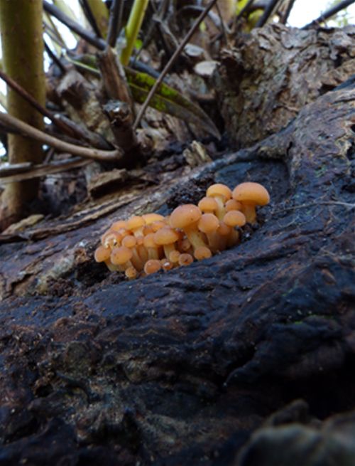 Emerging caps on willow in Laindon, Essex